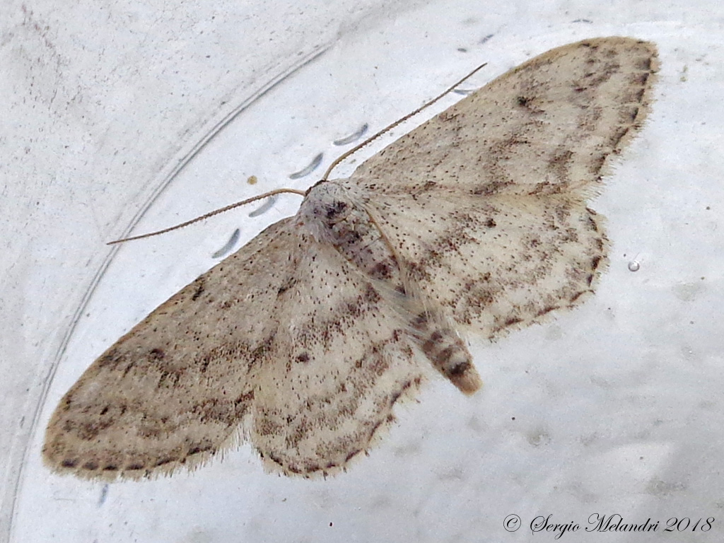 Geometridae: Idea seriata